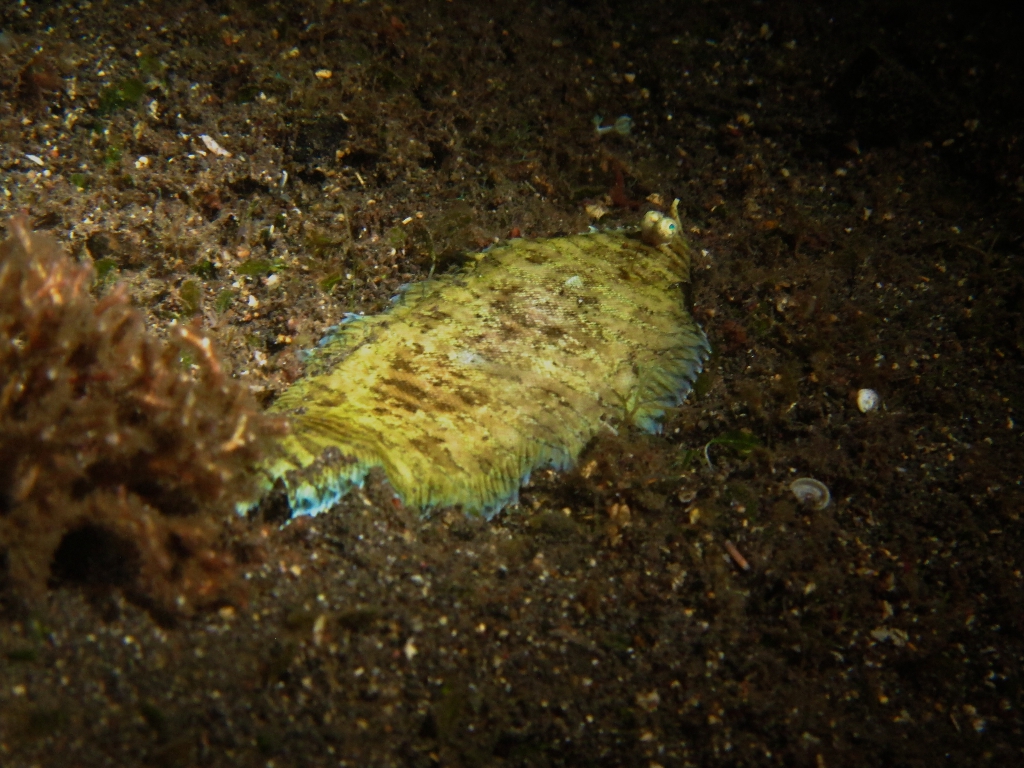 IMG_6285 (1) IMG_6285 (1)